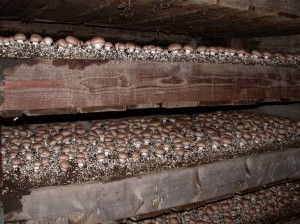 C-Mushroom beds Low Res