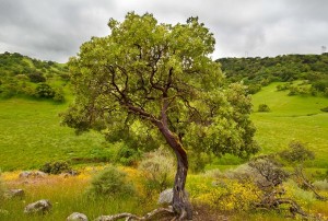 med_res_Coyote Valley_Madrone_Stephen_Joseph 6-09-2011 (8)