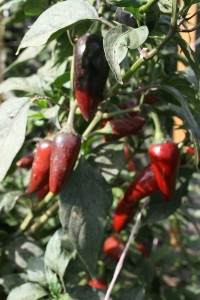 Santa Clara County Peppers 047