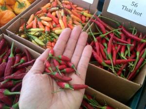 charlotte holding thai ornamentals