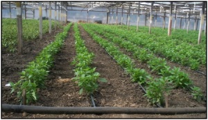 drip irrigation pic